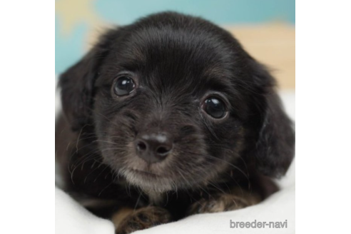 成約済の千葉県のチワックス:チワワ×ミニチュアダックスフンド-225148の1枚目